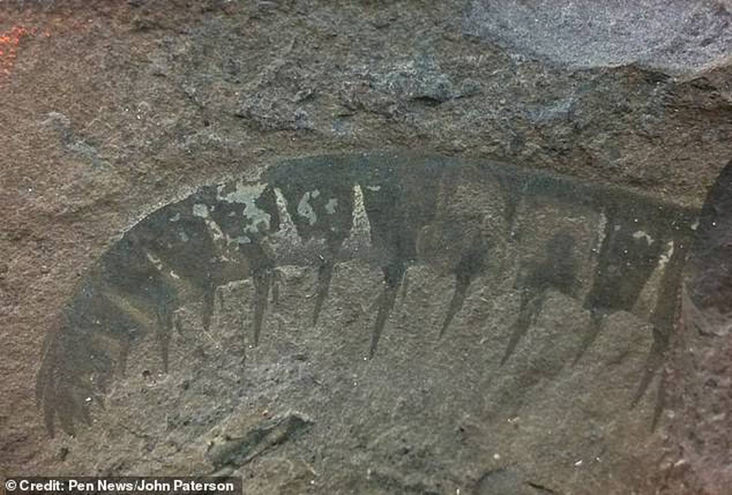 Нашли доисторический замороженную девушку 40 миллионов. 500 Миллионов лет назад. Животные обитавшие 500 миллионов лет назад. Доисторические животные дожившие до наших дней. Радиодонты.