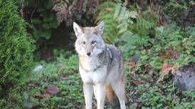 ¿Coyotes drogados? Investigan las razones de inusuales ataques de estos animales silvestres en Canadá