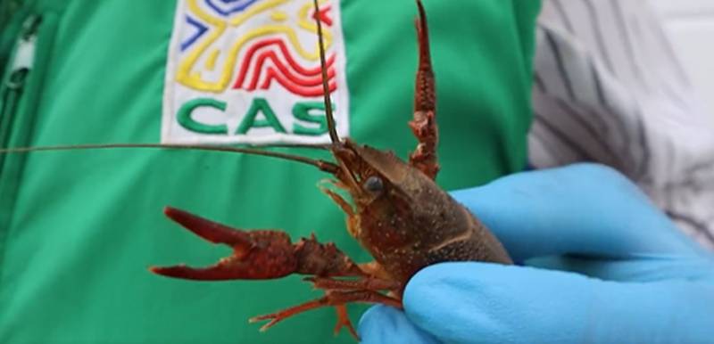 Alerta por llegada de peligroso cangrejo rojo a Colombia.