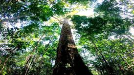 Hallan el árbol más alto del Amazonas, está sano e ileso
