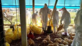 ¿Qué es la gripe aviar? Su origen, cómo se contagia y cuáles son los síntomas