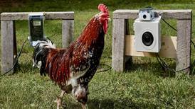 Los selfies de gallinas: La idea surrealista que vende imágenes como NFT en 500 dólares por foto