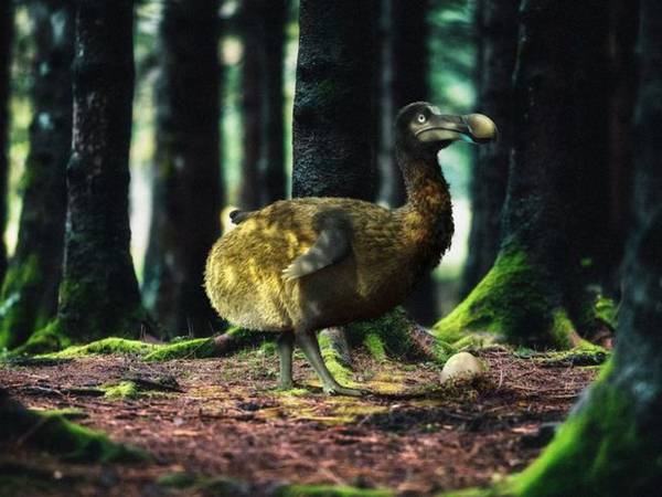 Una empresa de biotecnología quiere revivir al dodo, extinto desde hace más de 400 años: así lo hará