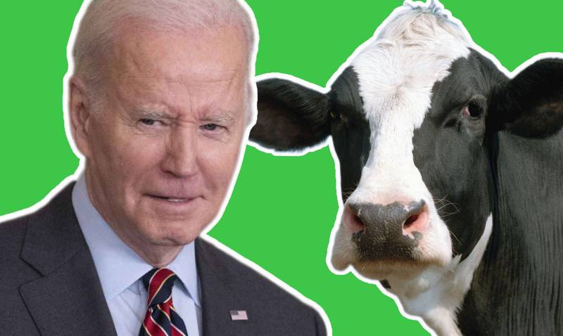 Joe Biden vs una vaca