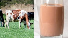 Insólito: estadounidenses creen que la leche con chocolate proviene de las vacas cafés 