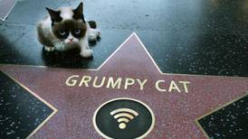 Cheems, Doge, Grumpy Cat y el origen de las mascotas que después de un meme se convirtieron en celebridades de Internet
