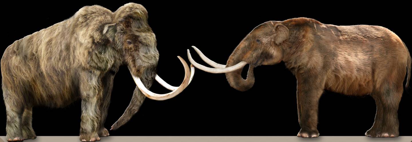 Mamut y mastodonte