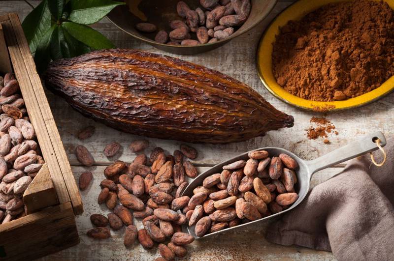 Los Flavalones del Cacao ayudan a los seres humanos a mejorar la memoria. | Foto: Referencial