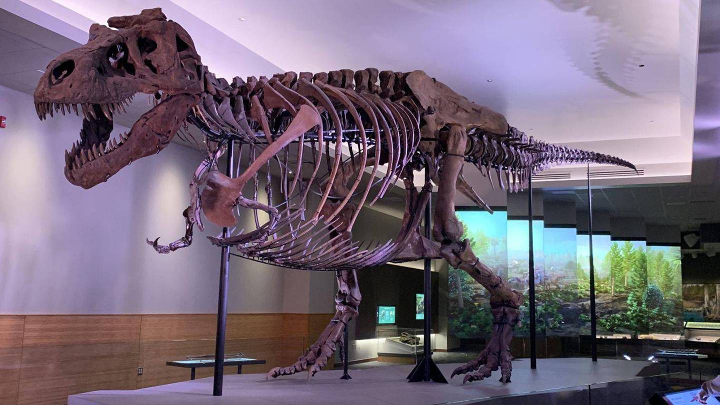 Científicos revelan la dolorosa causa de muerte de un tiranosaurio rex