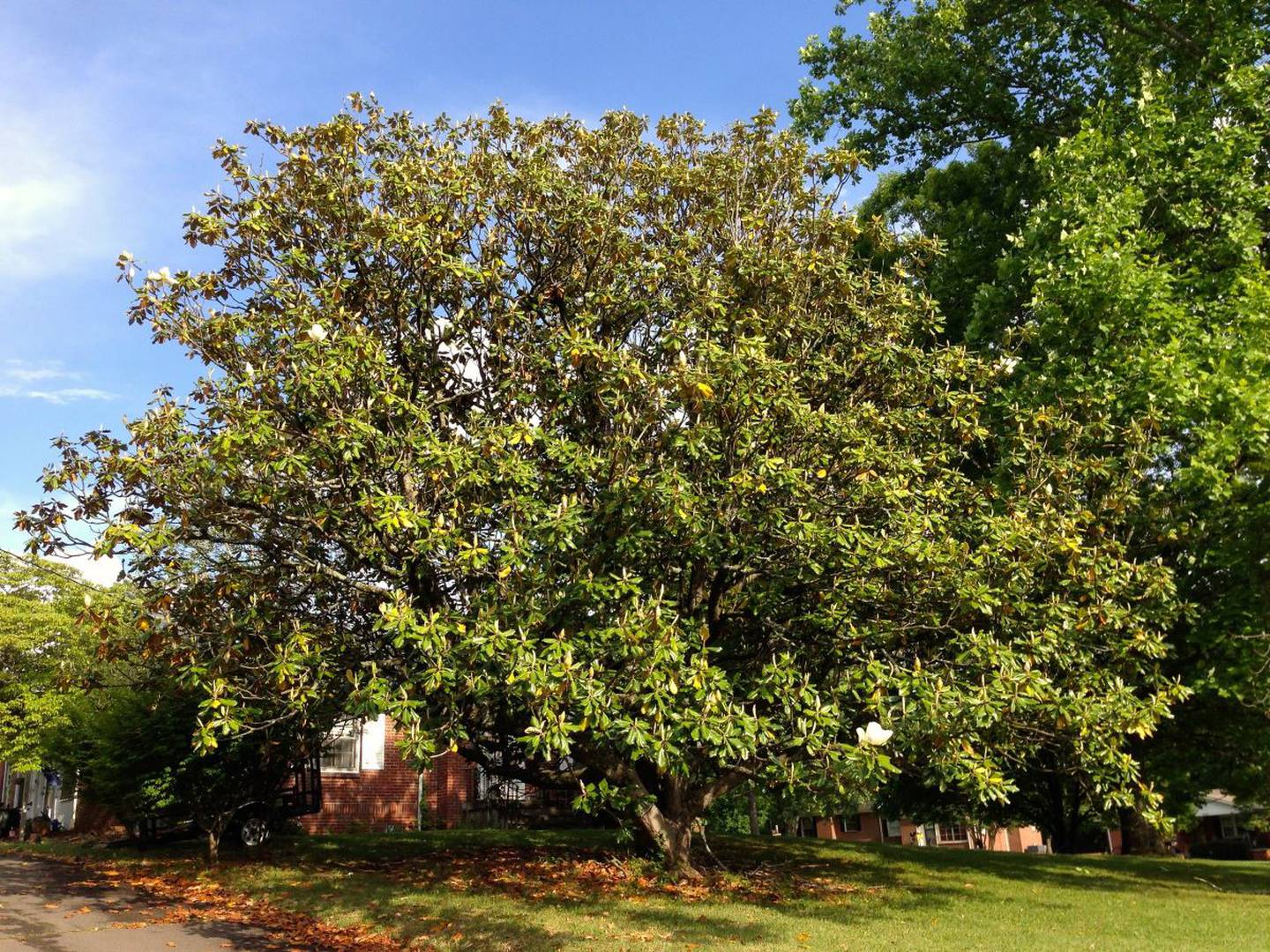 Árbol de Magnolia