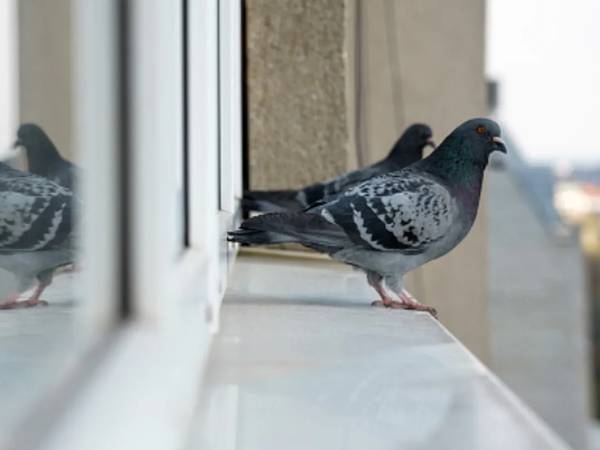 Innovadora tecnología en vidrios evita que los pájaros choquen contra las ventanas