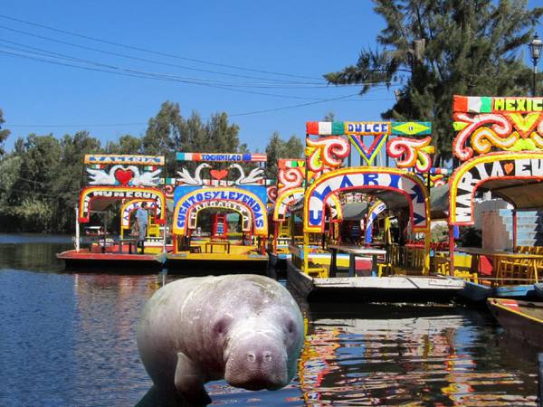 Inteligencia Artificial imagina cómo se vería Xochimilco si los manatíes siguieran habitando el lago