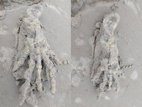 Aterrador hallazgo: pareja encuentra espeluznante “mano alienígena” en la playa e impactan a las redes