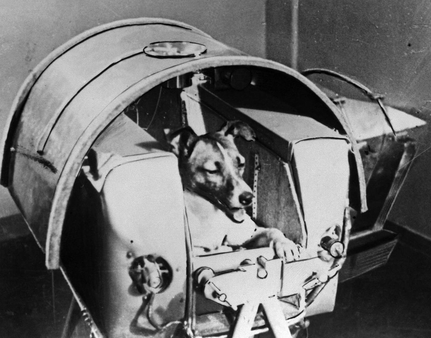Laika was the first animal to orbit the Earth.  He died a few hours after the liftoff of Sputnik 2.