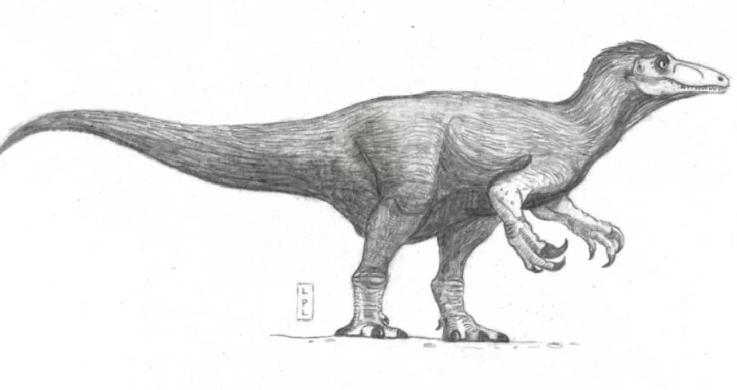 Megarraptor