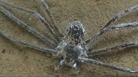 Trechalea extensa, la araña que es capaz de hundirse bajo el agua durante media hora