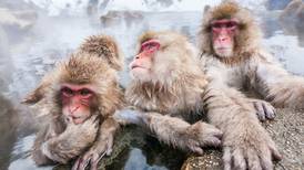 Ataque de los simios: Casi 40 heridos por agresiones de monos en Japón
