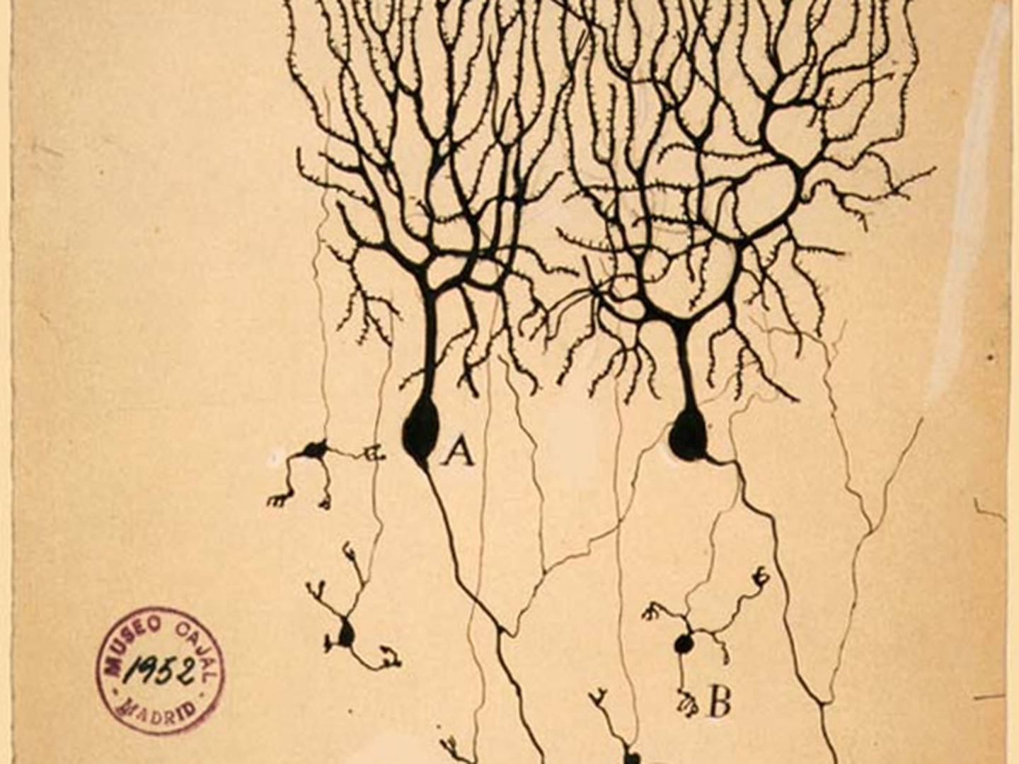 Santiago Ramón y Cajal: el científico al que le debemos mucho de lo que sabemos sobre las neuronas – FayerWayer