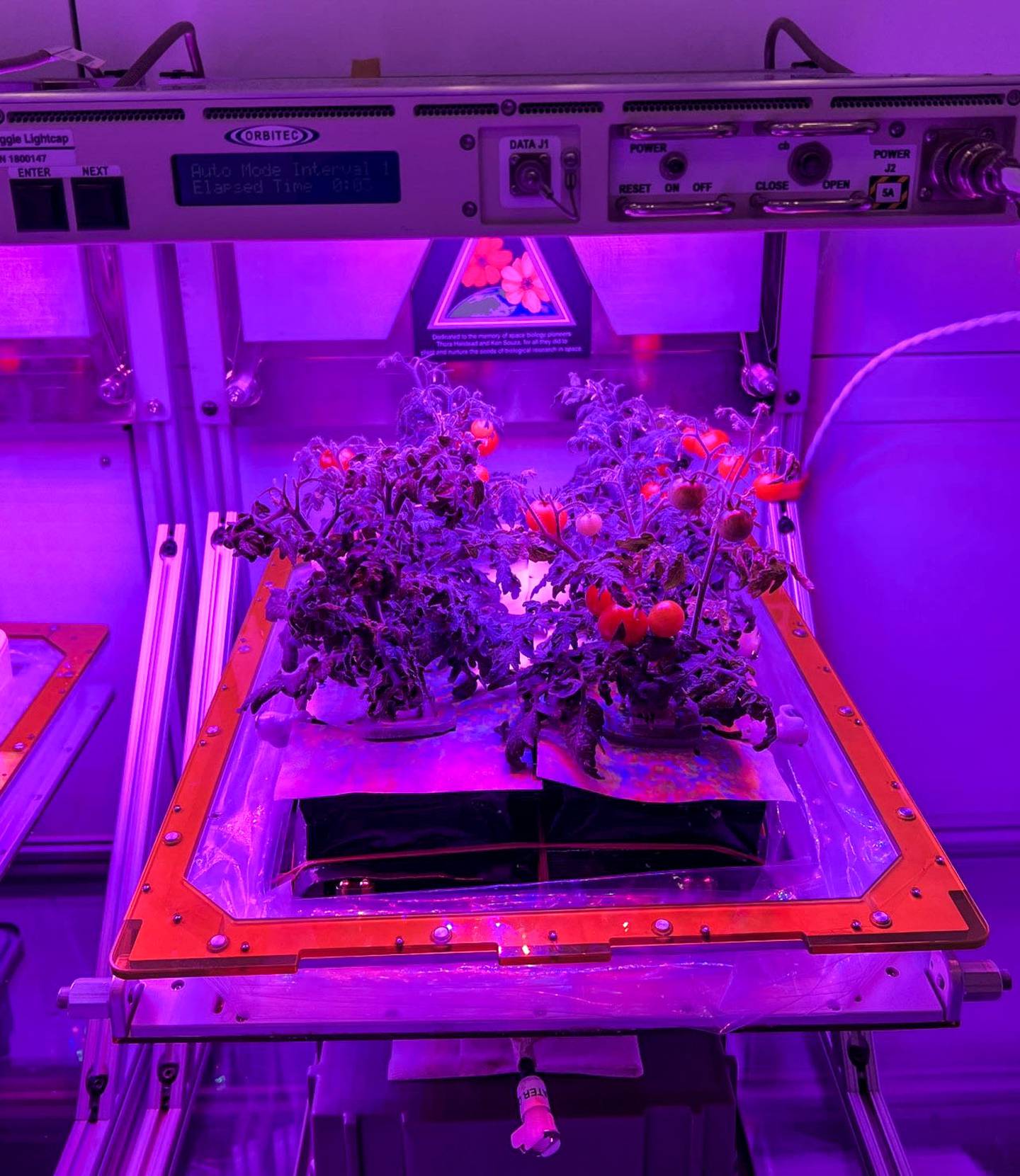 Cultivo de tomates en la Estación Espacial Internacional