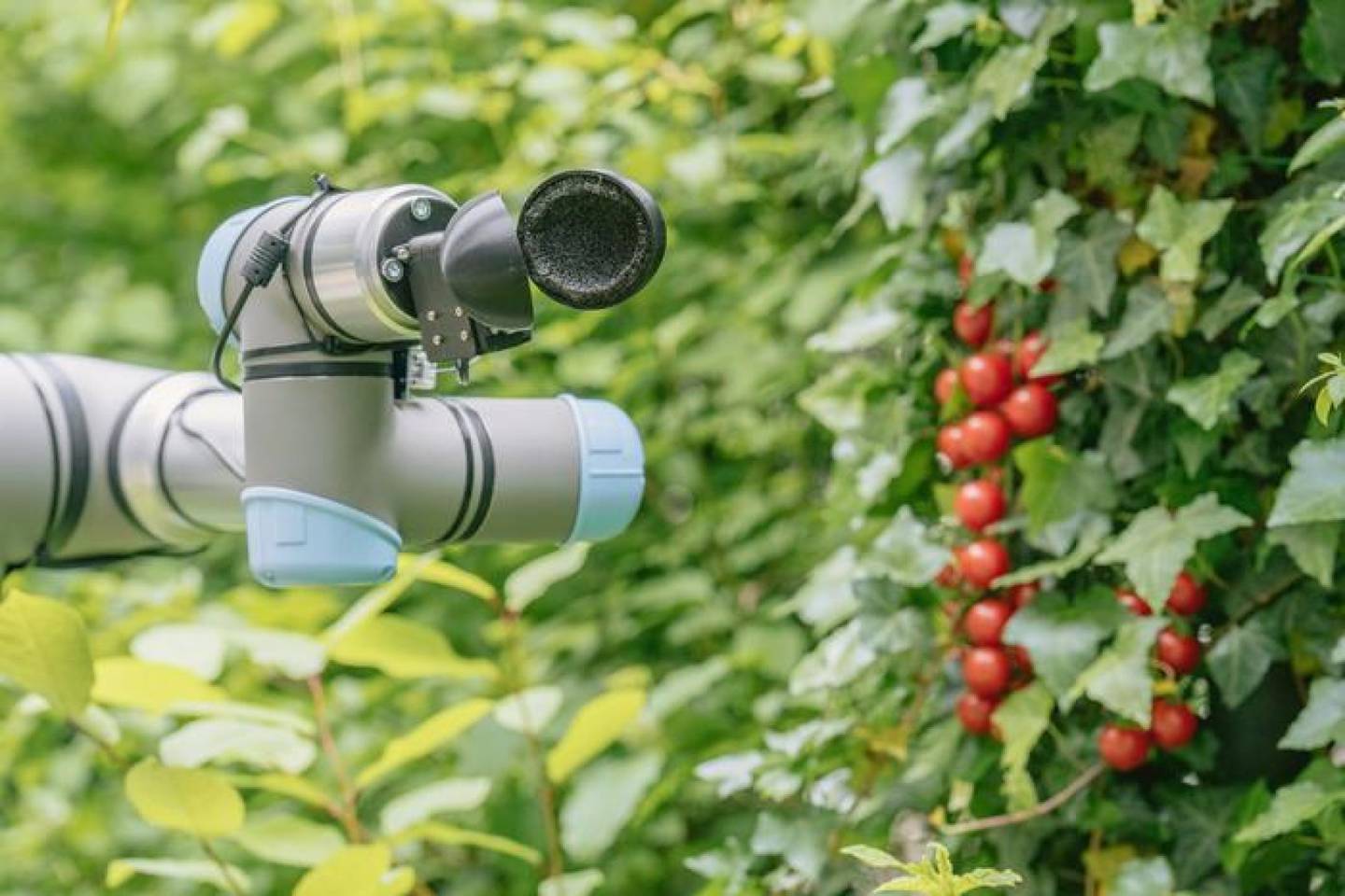 El robot recolector de tomates