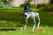 Tefi, el perro robot desarrollado en España para que asista a personas ciegas o con discapacidad