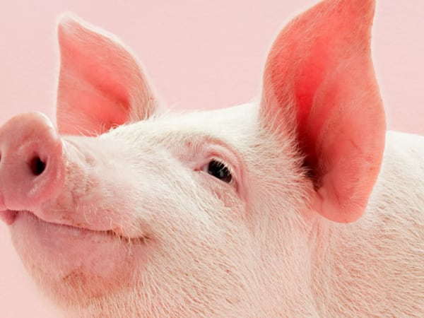 Zombis de la vida real: científicos reviven órganos de cerdos tras horas de haber muerto
