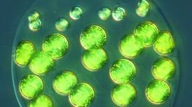 Así es la especie de alga que tiene tres sexos biológicos diferentes
