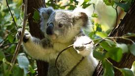 Koala detiene a ciclista para pedirle agua debido a las altas temperaturas