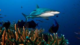 La sobrepesca y cambio climático pone en peligro de extinción cerca del 40% de las especies de tiburones y rayas