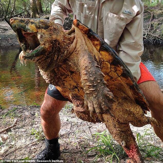 Centro de producción Correa Adulto Conoce a la tortuga gigante capturada en Florida: pesa más de 45 kilos