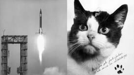 La NO tan tierna historia de Félicette, la primera gata de la historia que viajó al espacio