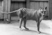 El tigre de Tasmania está extinguido desde 1936: un grupo de científicos planea revivirlo, ¿es buena idea?