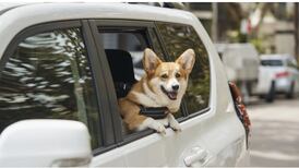 Ahora hay un servicio de “Uber” para perritos que se volvió viral