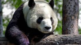 Así era An An, el panda más viejo en cautiverio que falleció
