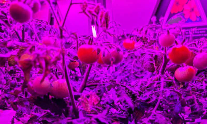 Cultivo de tomates en la Estación Espacial Internacional