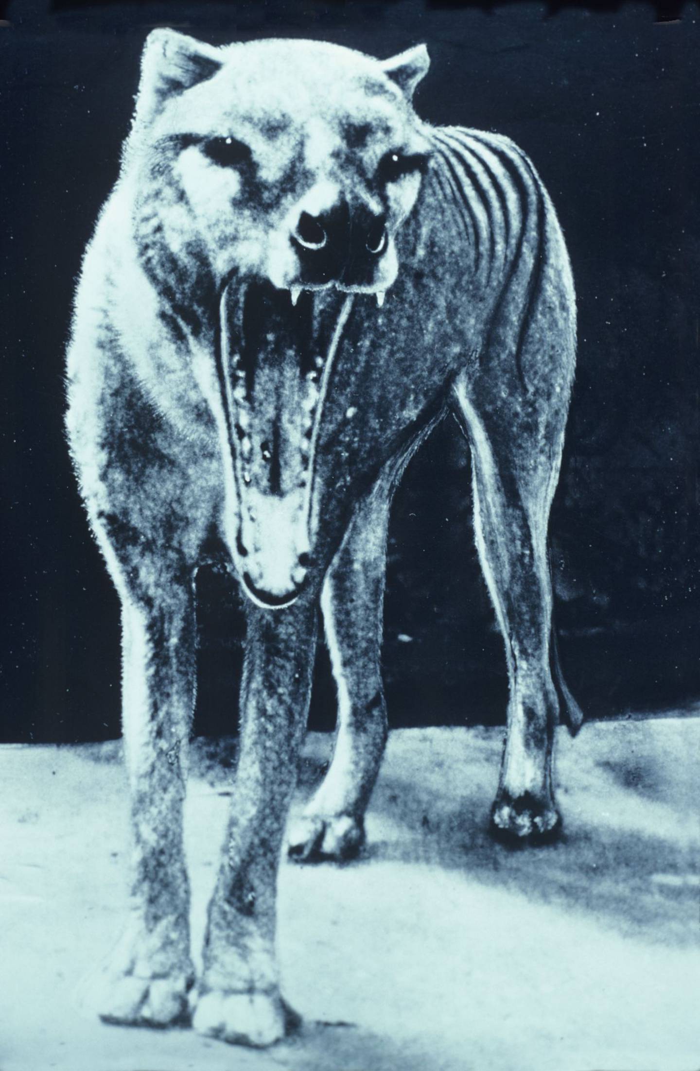 También conocido como tilacino, era muy parecido a los coyotes.