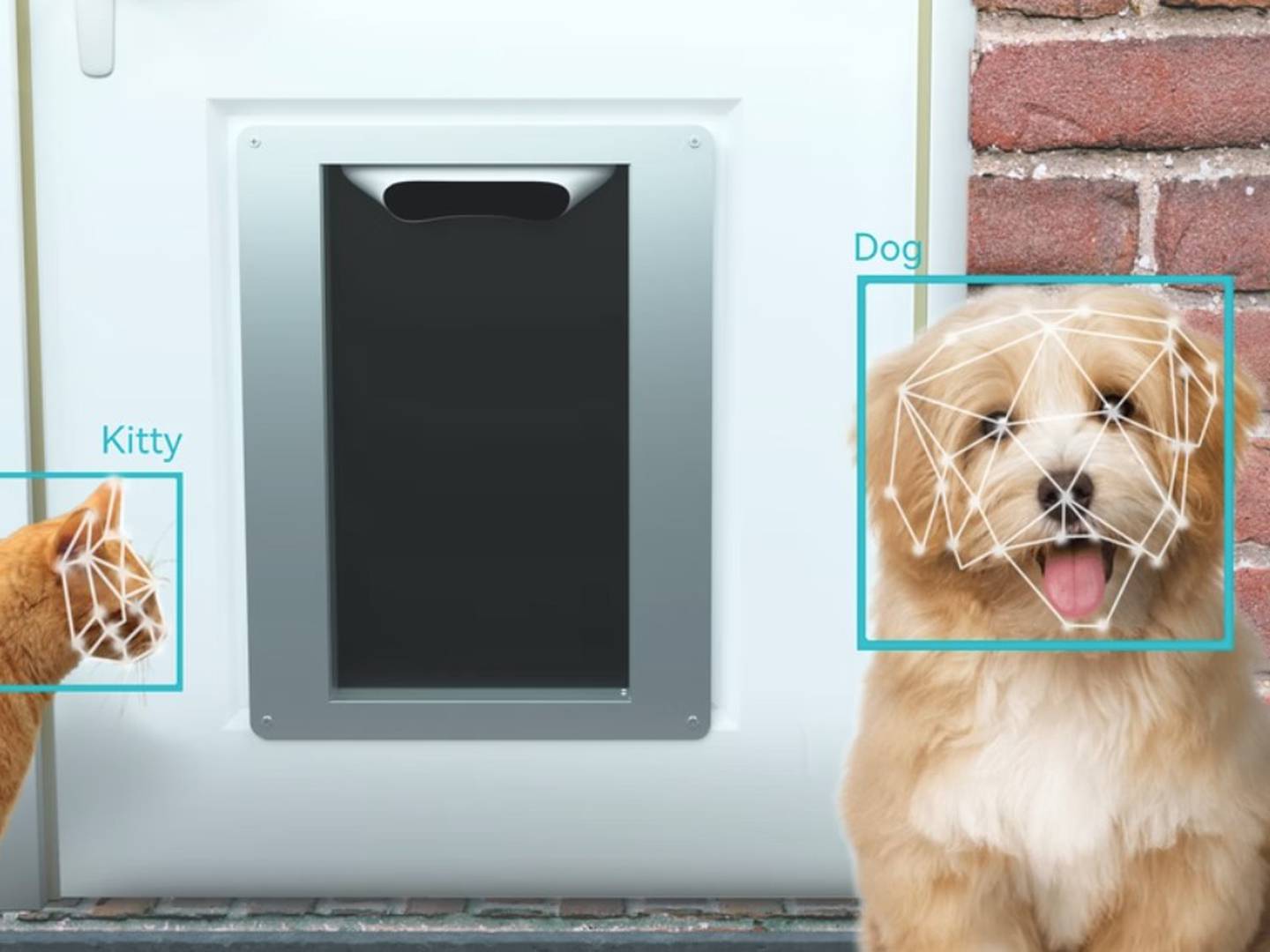 Crearon una puerta inteligente para mascotas - Infobae