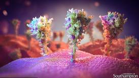 Coronavirus: ¿por qué es tan importante la proteína espiga?