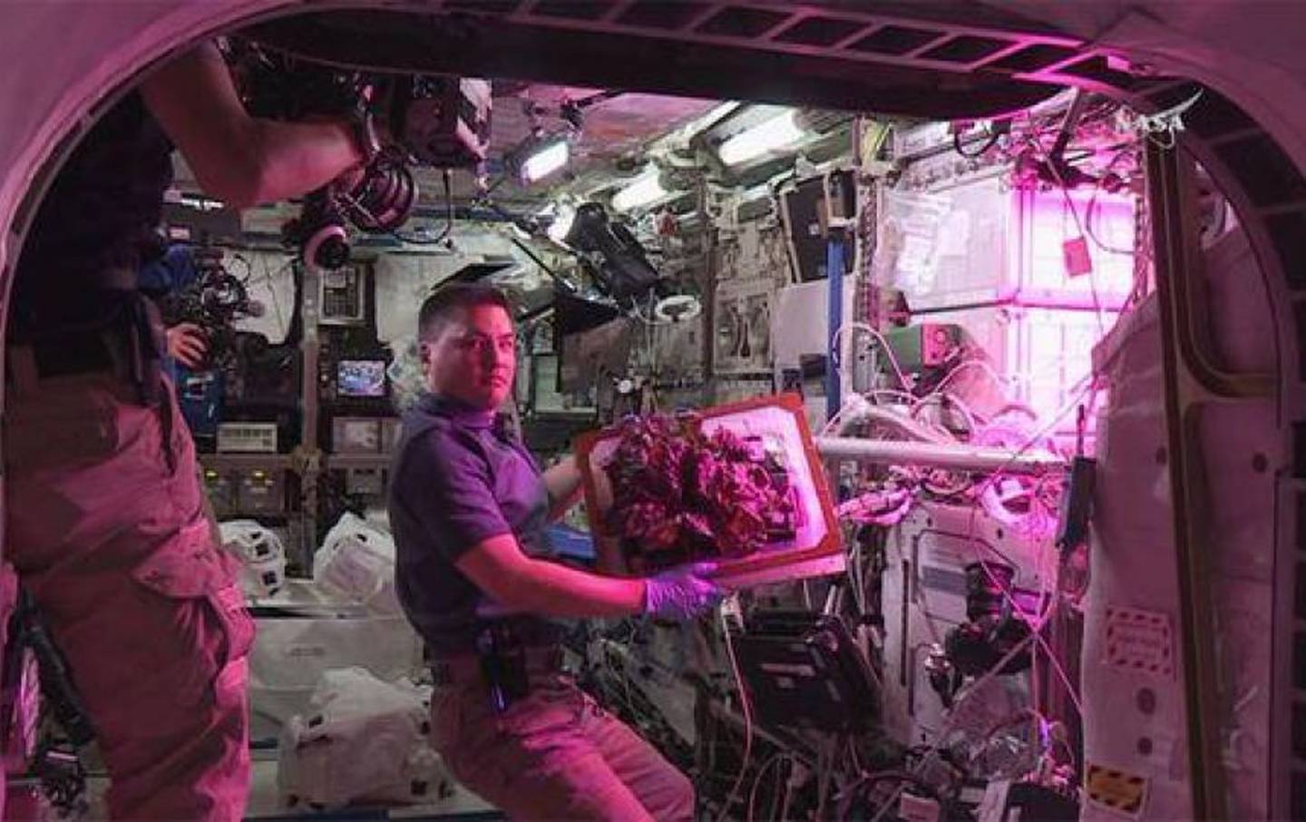 Какой овощ вырастили на космической станции. МКС. Эксперименты в космосе. Ферма МКС. Растения в космосе.