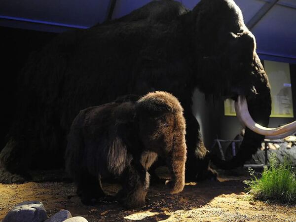 Proyecto de renacimiento pretende traer de vuelta a una cría de mamut en 2027