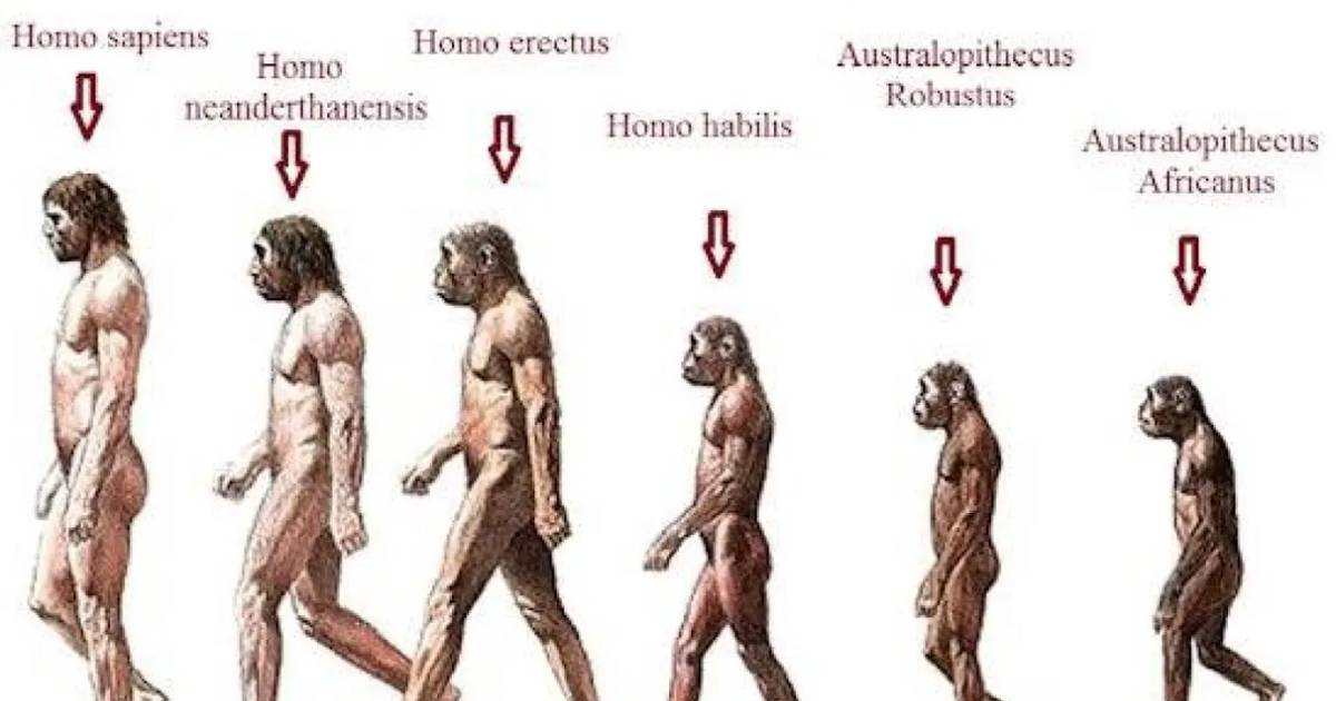 Хомо сапиенс появился в эпоху. Эволюция человека хомосапиенс. Этапы эволюции хомо сапиенс. Эволюция человека гомо сапиенс. Австралопитек хомо сапиенс.