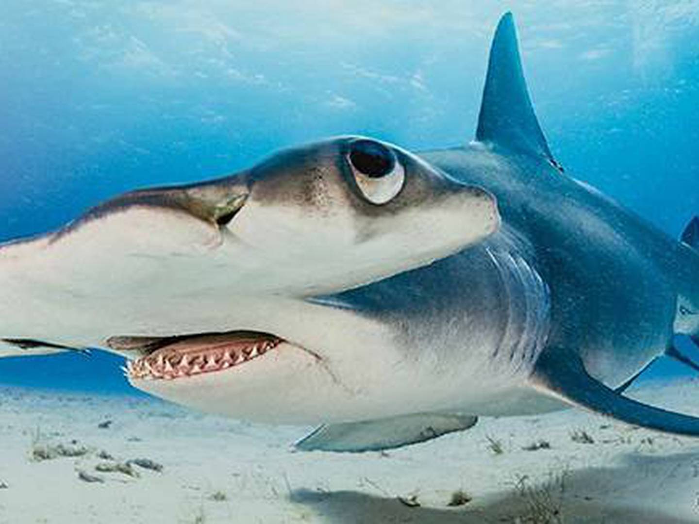El aterrador momento en el que un tiburón martillo acecha a un hombre
