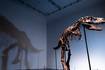 Sotheby’s subastará esqueleto de dinosaurio por 5 - 8 millones de dólares: así es este Gorgosaurus
