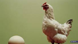 ¿El huevo o la gallina? Inteligencia Artificial resuelve este dilema de más de mil años