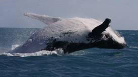 La primera “conversación” entre humanos y ballenas ya es real: Permitirá la comunicación con extraterrestres 