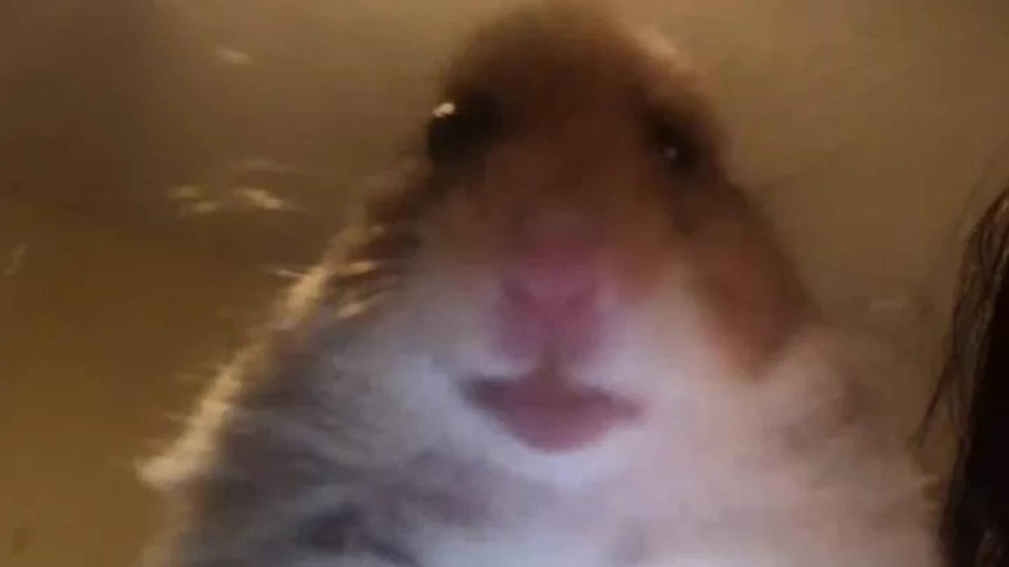 staring hamster