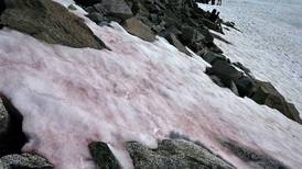Alarmas en Italia por la presencia de “nieve rosada” en el glaciar Presena