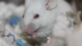 La capacidad de aprendizaje de un ratón es comparable con la de los humanos en ciertas condiciones, encuentra estudio