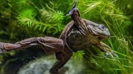 Conoce a la ‘rana escroto’: un anfibio en peligro de extinción que un zoológico británico intenta salvar