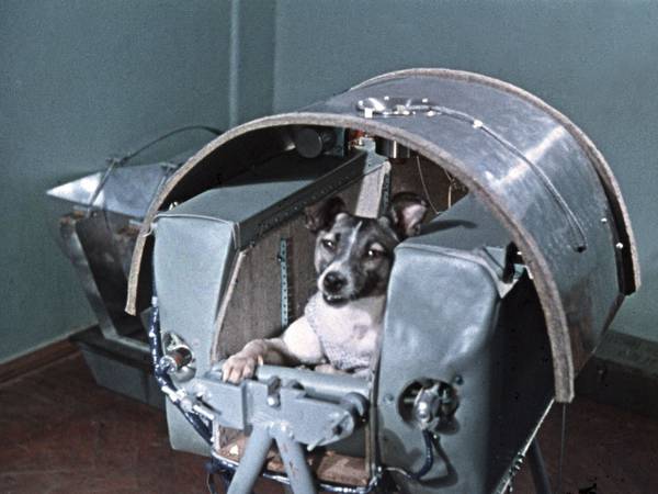 El sufrimiento de la perrita Laika en el espacio: estrés, agitación, sobrecalentamiento y asfixia hasta morir